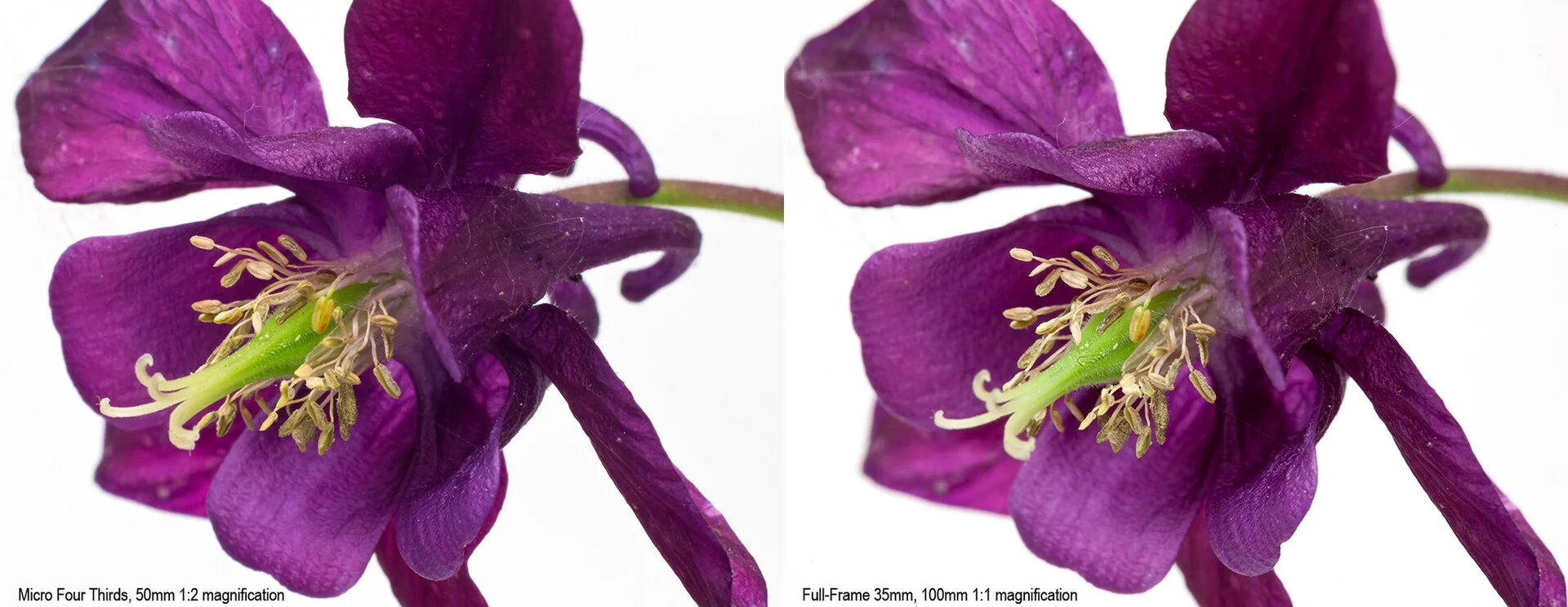 ภาพดอกไม้สองภาพ ถ่ายด้วยกล้องฟูลเฟรมและ Micro Four Thirds ด้วยค่าที่เทียบเท่ากัน