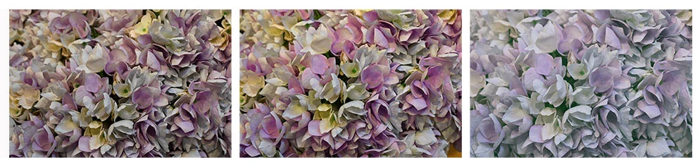 ภาพดอกไม้ฉากเดียวกันสามแบบ ใช้ Creative Picture Control ต่างกัน
