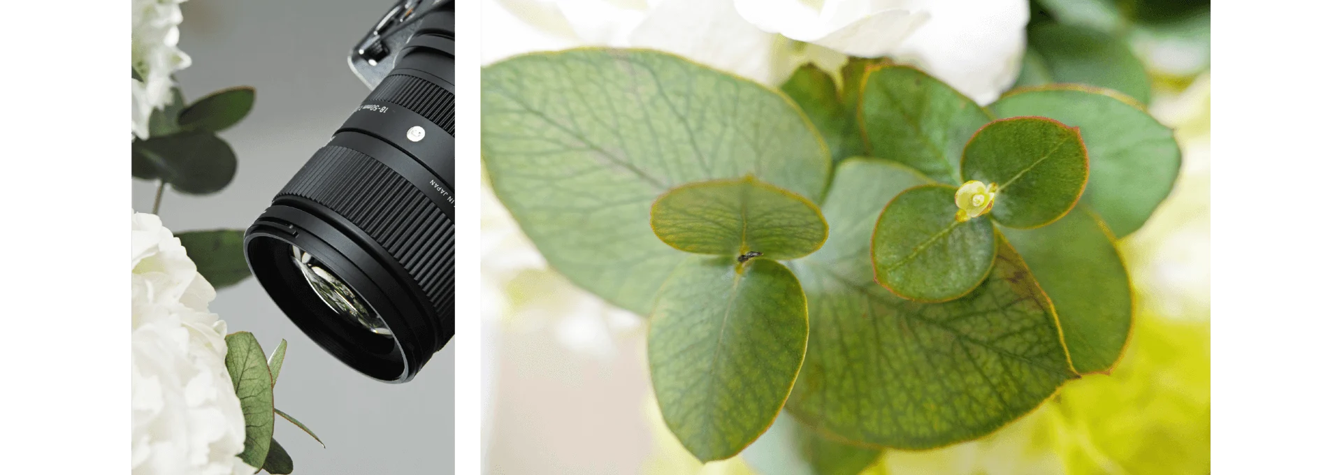 เลนส์ SIGMA 18-50mm F2.8 จ่อใกล้ช่อดอกไม้ คู่กับภาพใบยูคาลิปตัสระยะใกล้ที่ได้จากระยะโฟกัสใกล้สุด
