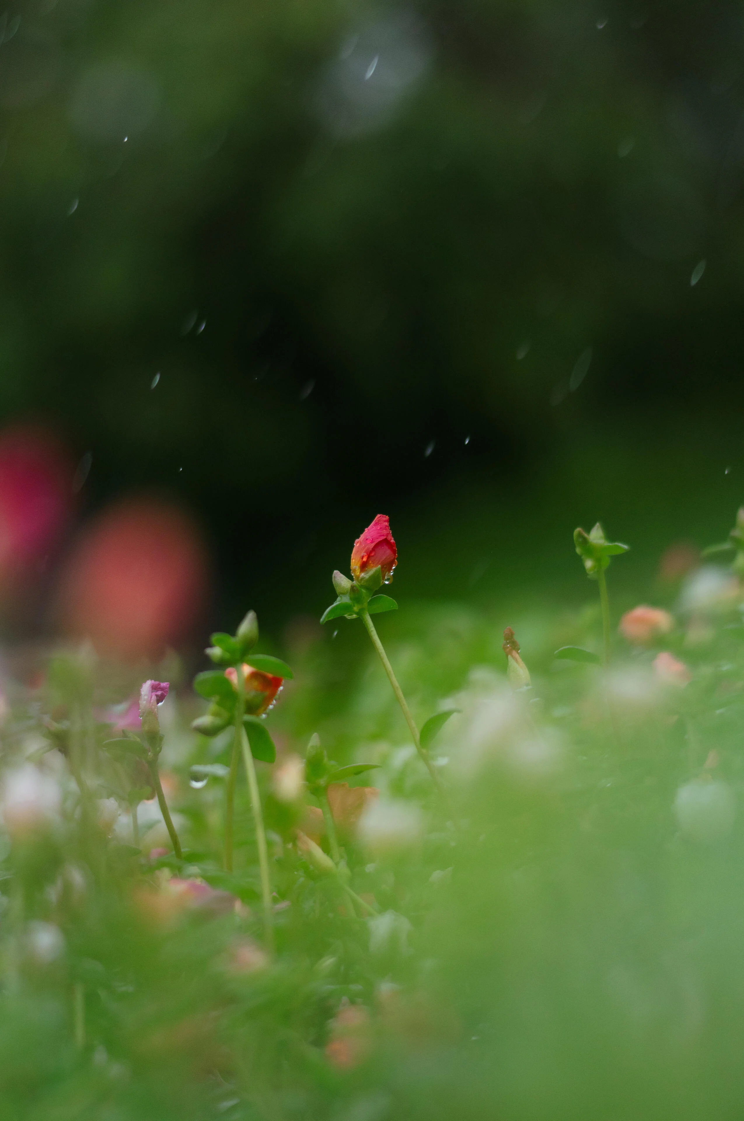 ภาพตัวอย่างจาก SIGMA 50mm F1.4 CL ดอกไม้ในทุ่งหญ้า ถ่ายที่ F1.4