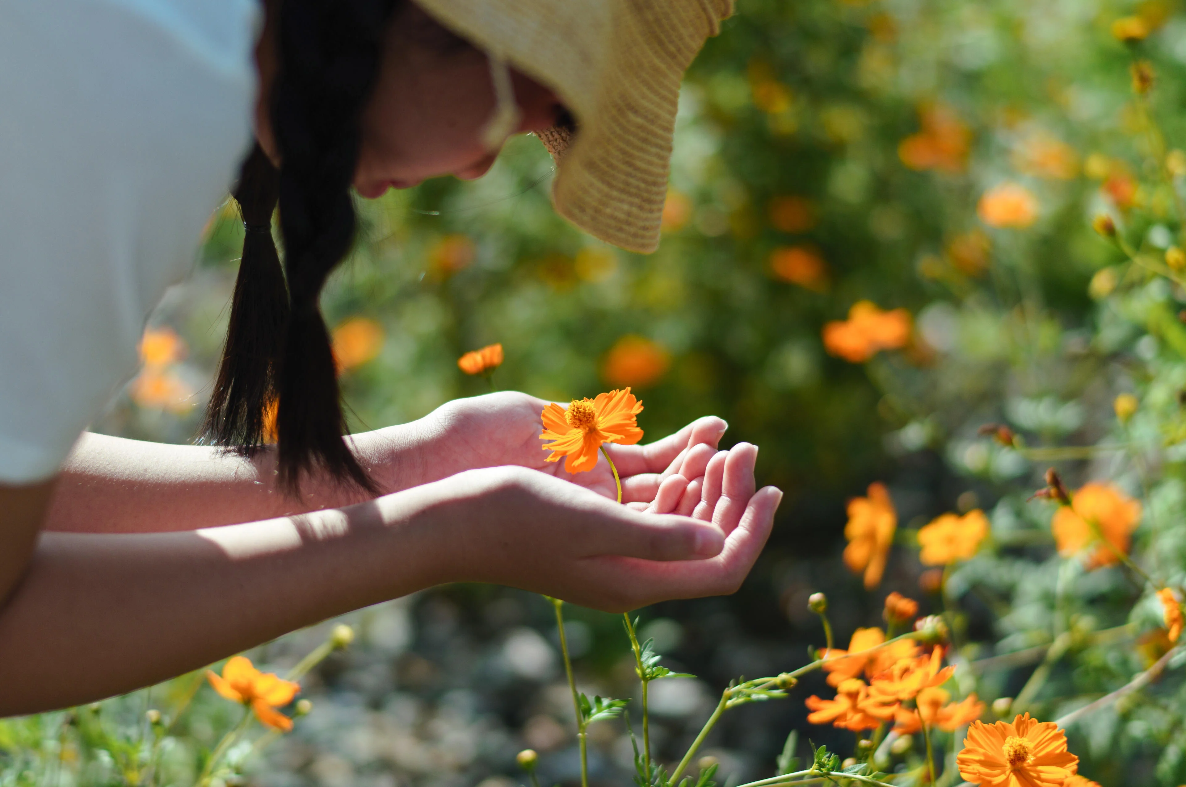 ภาพตัวอย่างจาก SIGMA 50mm F1.4 CL มือกับดอกดาวเรือง